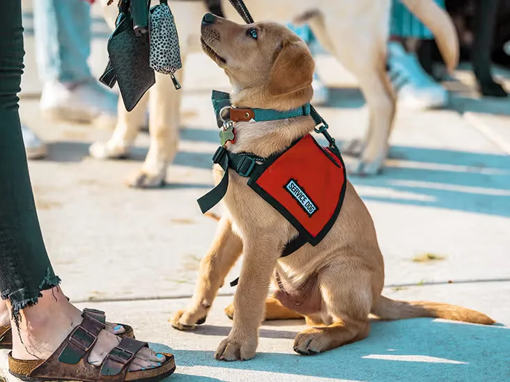 Paws on Alert: The Rising Role of Service Dogs for People With Narcolepsy