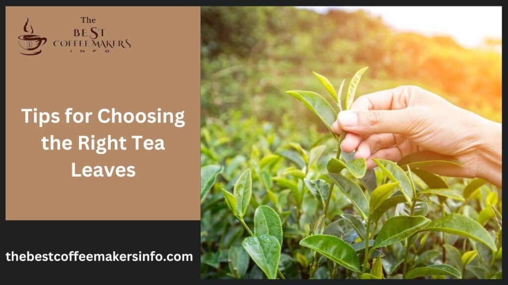 Tips for Choosing the Right Tea Leaves